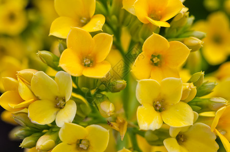 黄色卡兰乔  超量肉质宏观绿色植物学植物群叶子美丽花瓣植物活力背景