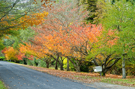 秋天的荣耀秋天的落叶木头高清图片