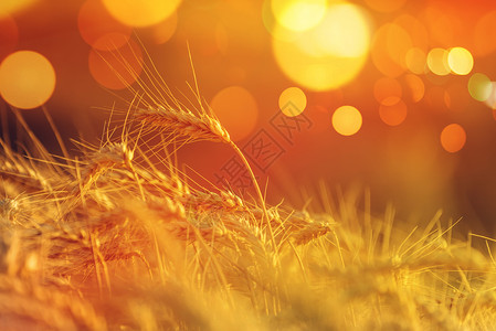 Bokeh轻型小麦作物背景图片