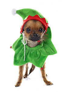 在演播室里穿着小狗装的吉娃娃花工作室小精灵棕色奇装异服绿色成人宠物动物帽子背景图片