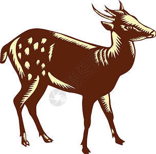 菲律宾斑点鹿木特高清图片