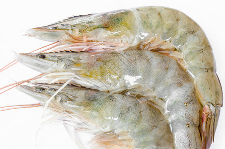 活虾白色餐厅贝类美食海鲜食物宏观背景图片