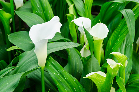 Calla Lily白花和绿叶高清图片