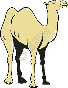 双驼峰骆驼侧视图卡通插画