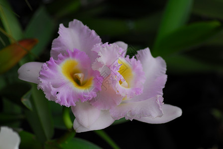 粉红色黄牛 兰花花黄色园艺兰花植物群花园背景图片