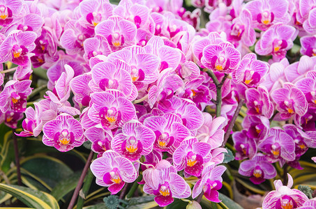 粉红种植兰花叶子温室花园植物贺卡情调紫色美丽花瓣正方形背景图片