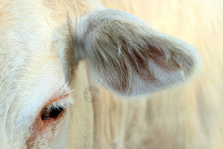 眼睛和耳朵牛的图像高清图片