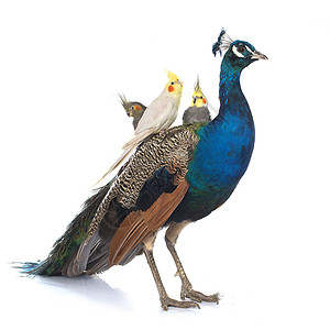 蓝色雄性孔雀和小鹰动物野鸡工作室宠物男性农场家禽鹦鹉背景