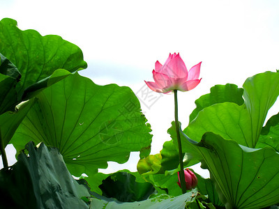 莲田池粉色叶子植物群热带白色树叶绿色植物池塘核桃属背景图片