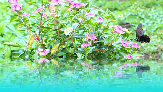 鲜花黄色粉色季节红色植物群雏菊插图格柏花园白色背景图片