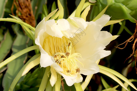 龙花黄色蜜蜂花瓣植物学植物生长白色黑色墙纸水果高清图片