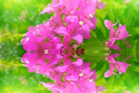 红花开花花园宏观植物群花朵红色植物叶子公园紫色花瓣背景图片