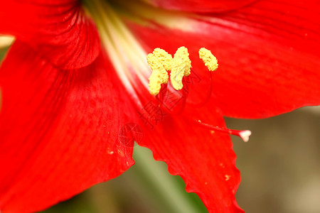 红色百里红植物群植物花瓣花束叶子香味花园绿色白色背景图片