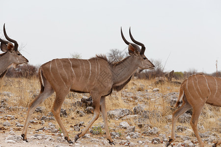角鸮属Kudu的牧群在前往水坑的途中衬套动物晴天成人羚羊女性食草哺乳动物荒野男性背景