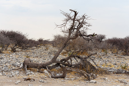 卡舒比亚NAmibia 游戏保留区野生动物草地干旱苦烯公园风景国家天空自由树木背景
