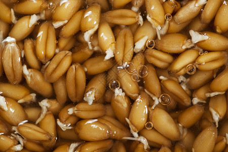 小麦种子草药植物群面包胚芽植物食物谷物背景图片