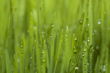 草地 在草地上下垂植物群植物雨滴背景图片