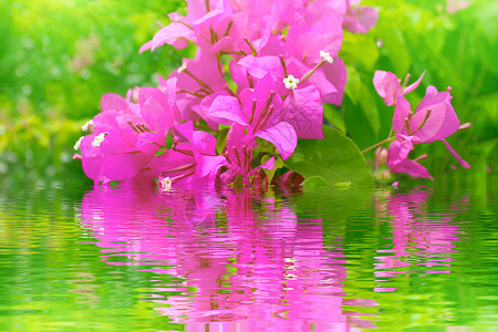 红花开花花园季节粉色花瓣红色公园叶子植物群紫色宏观背景图片