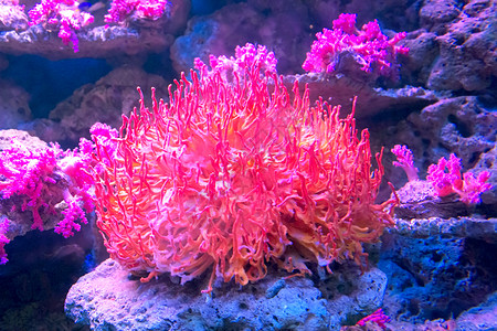 水族馆中的红珊瑚风格热带岩石纹饰宏观碳酸盐海岸线装饰品石头矿物背景图片