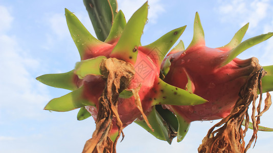 火龙果树龙果和天热带果园生长蓝色农场植物水果土地天空食物背景