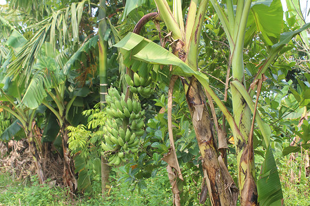 香蕉种植园健康金丝雀高清图片