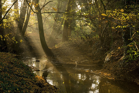 秋天下午的阳光下荷兰溪背景图片