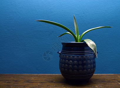 装饰厂蓝色花瓶叶子背景图片