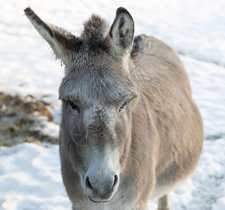 冬天的驴子脸耳朵动物黑色白色灰色背景图片