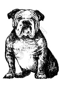 公牛犬斗牛犬朋友涂鸦小狗手绘哺乳动物绘画动物草图插图背景图片