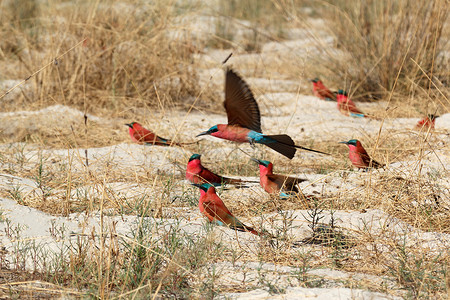 赞比西河诺瑟尔蜂蜜食蜂者大巢穴荒野国家旅行蜂鸟鸟类蓝色尾巴大草原栖息公园背景
