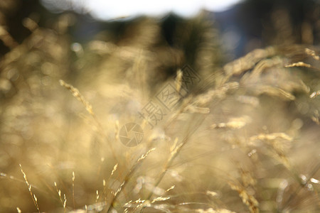草黄撞色弥散渐变背景黄草为背景自然叶子晴天绿色草地太阳环境白色棕色公园背景