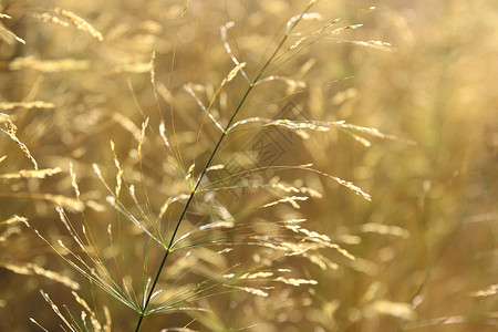 草黄撞色弥散渐变背景黄草为背景阳光自然场地公园棕色植物环境晴天绿色白色背景