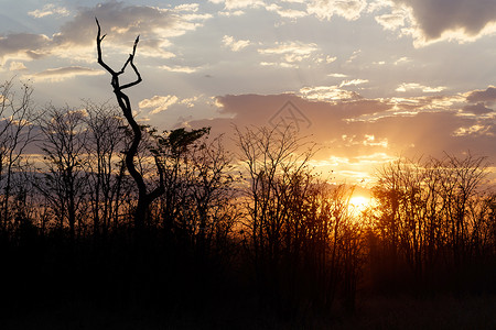 非洲日落 前面有树阳光风景橙子公园天空荒野国家大草原辉光太阳背景图片