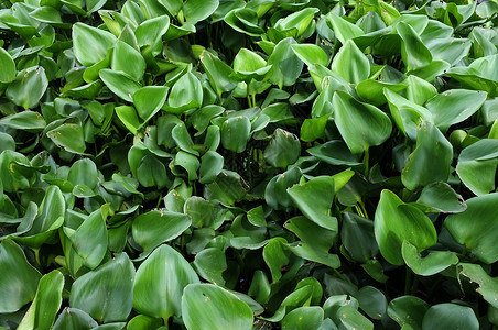 以背景为背景 特写水 Hyacinth背景图片