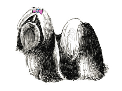 世子绘画手绘插图小狗黑与白哺乳动物朋友涂鸦动物草图背景图片