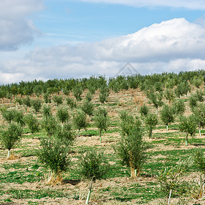橄榄种植园橄榄绿树林植物蓝色农场场地小路种植园收成农村牧场农田背景
