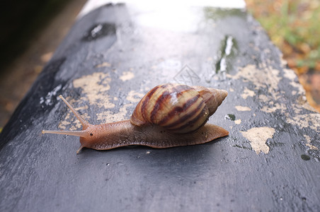 蜗牛粘液在花园的黑水泥墙上打钉寄生虫宏观幻灯片人行道野生动物蜗牛螺旋螺纹天线土地背景