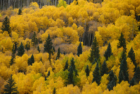 黄秋秋森林白色树木季节叶子荒野树叶黄色风景背景图片