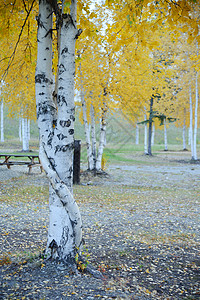 黄秋秋叶子季节公园橙子风景树木金子森林黄色背景图片
