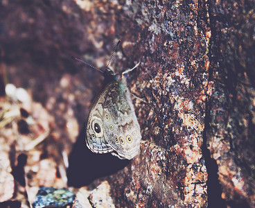 蝴蝶生活背景图片