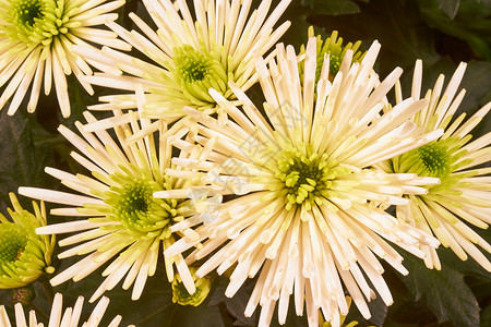白色菊花的细细细节花瓣植物群植物绿色叶子花园背景图片