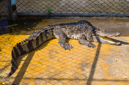 鳄鱼农场的大鳄鱼爬虫兽嘴规模尾巴动物沼泽高清图片