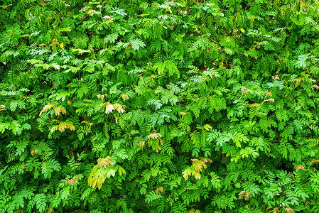 绿色植物背景叶子树叶绿色背景图片
