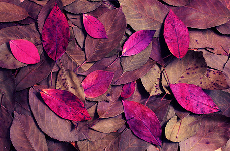 秋季干叶的构成作品紫色锂盐卷积混合物木头公式树叶玫瑰肉桂色背景图片
