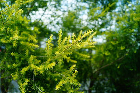 松树枝和叶子 在绿带树木花园植物树叶松树生态绿化带背景图片