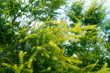 松树枝和叶子 在绿带生态植物绿化带树木树叶松树花园背景图片