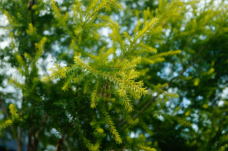 松树枝和叶子 在绿带树叶绿化带松树生态植物树木花园背景图片