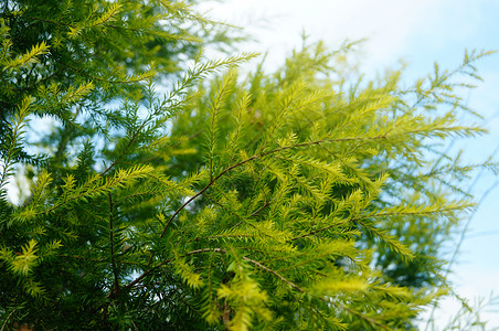 松树枝和叶子 在绿带花园树木松树生态植物树叶绿化带背景图片