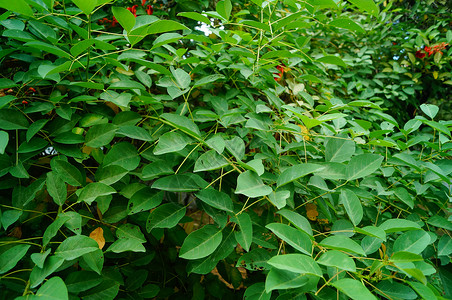 绿带里的绿树叶生态花园绿化带公园植物环境背景图片