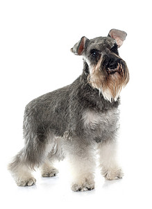 灰色微型雪松小狗动物猎犬工作室宠物背景图片